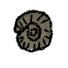 ammonite