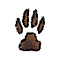 bear print