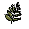 fern