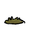 moss