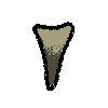tooth
